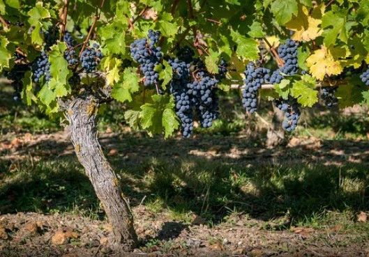 Domaine La Perruche