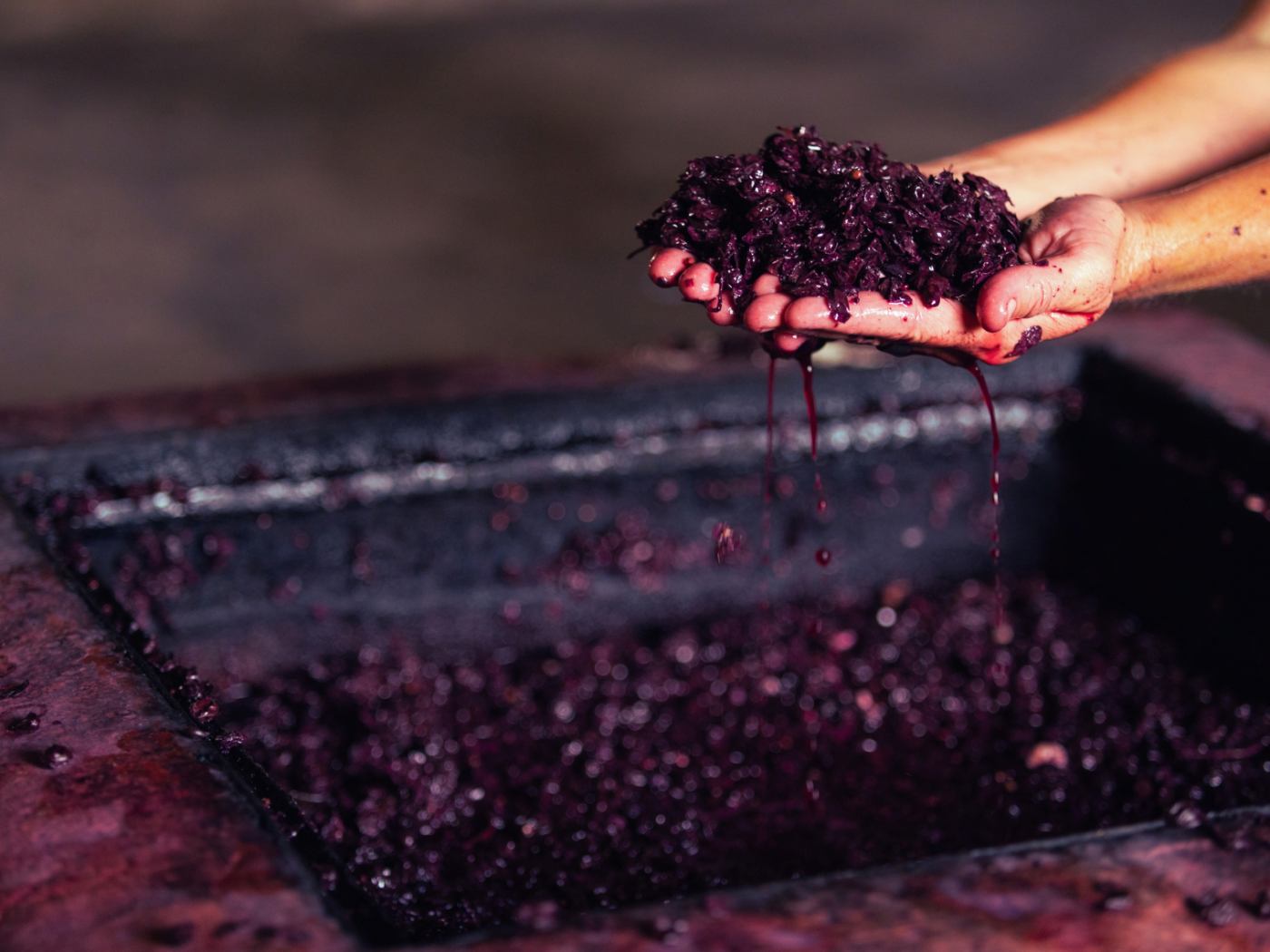 Bordeaux Harvest 2026: An Early Vintage of Heat, Precision and Promise