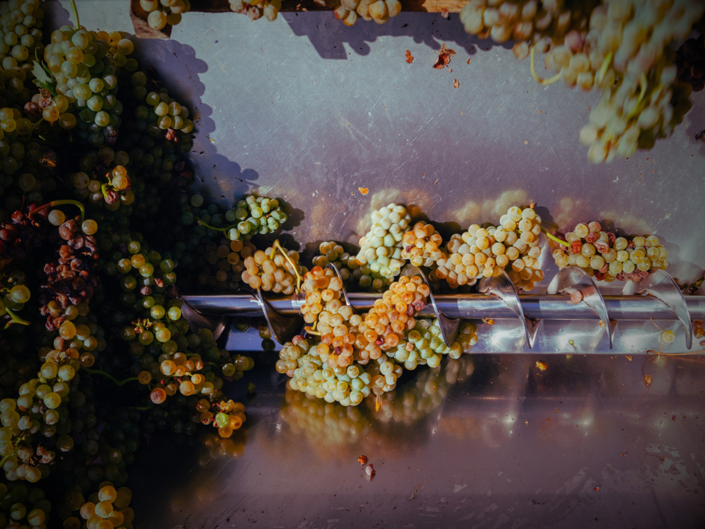 Bordeaux Harvest 2026: An Early Vintage of Heat, Precision and Promise