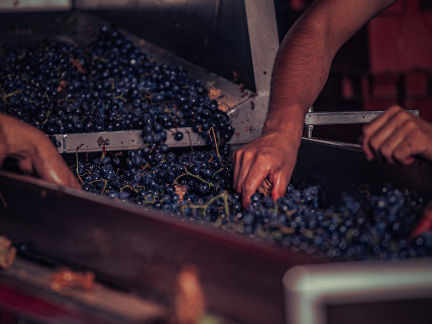 Bordeaux Harvest 2026: An Early Vintage of Heat, Precision and Promise