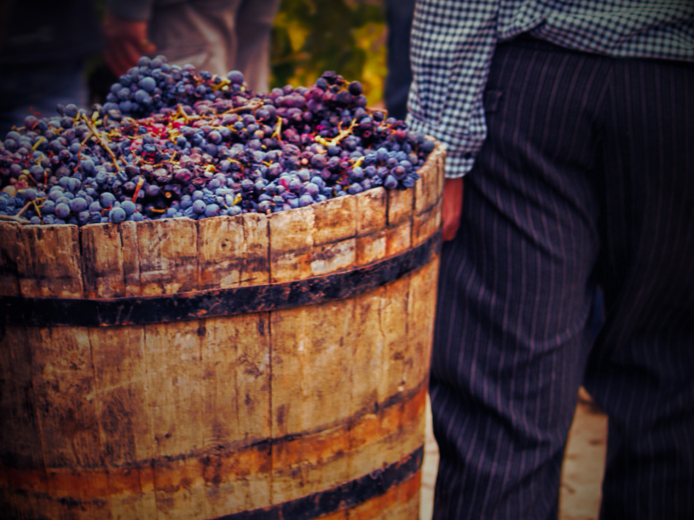 Bordeaux Harvest 2026: An Early Vintage of Heat, Precision and Promise
