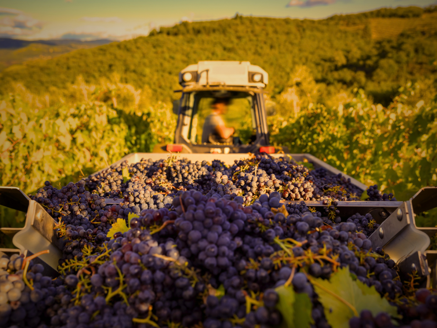 Bordeaux Harvest 2026: An Early Vintage of Heat, Precision and Promise