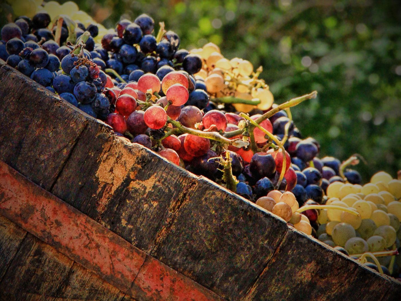 Bordeaux Harvest 2026: An Early Vintage of Heat, Precision and Promise